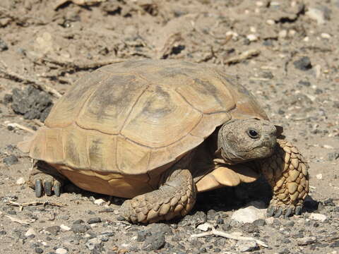 Слика од Chelonoidis chilensis (Gray 1870)