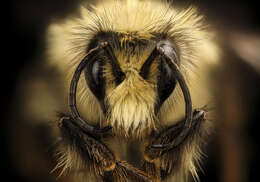 Image of Black Tail Bumble Bee