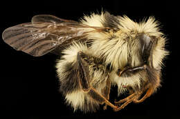 Image of Black Tail Bumble Bee