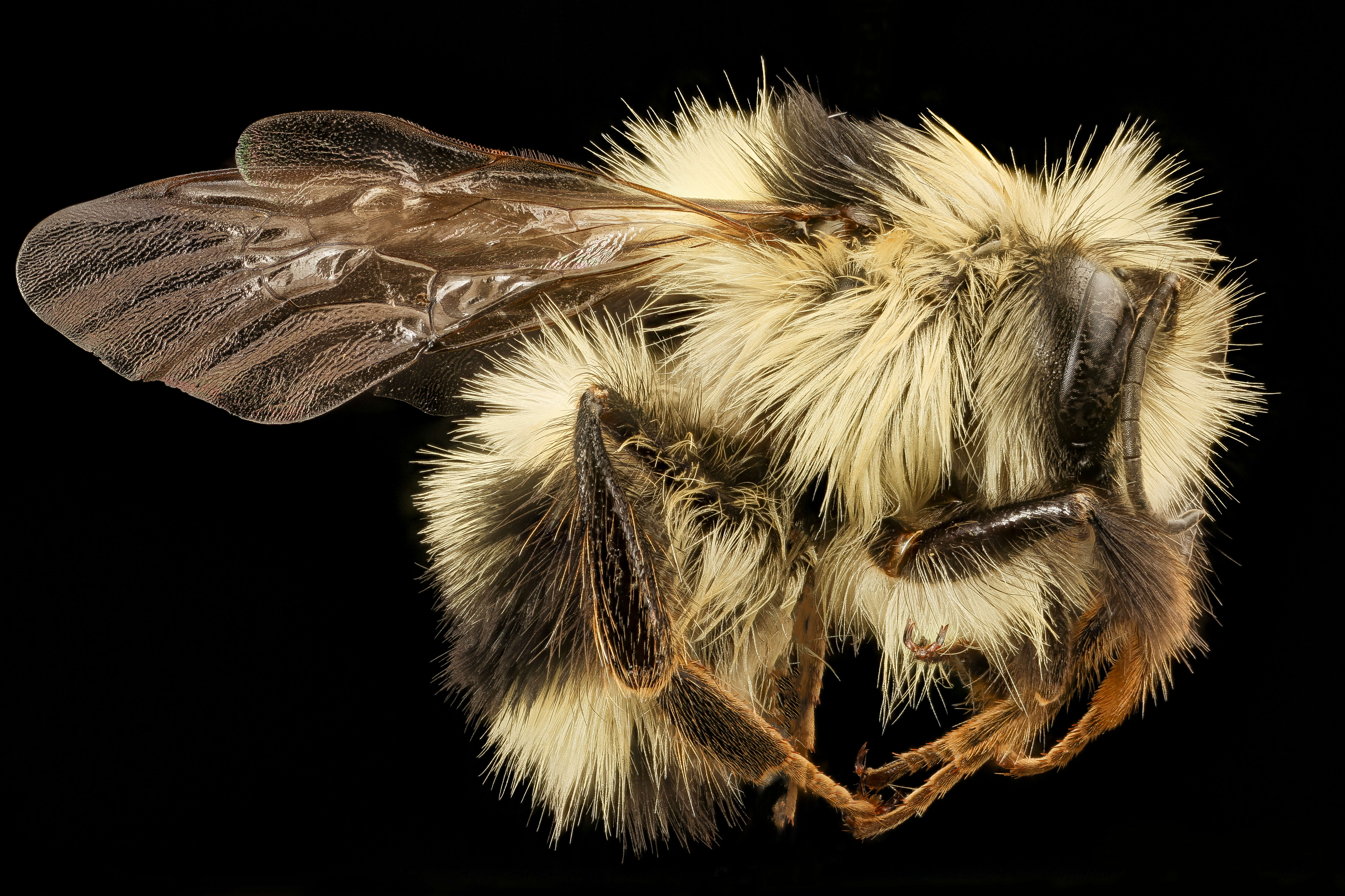 Image of Black Tail Bumble Bee