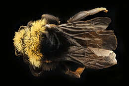 Image de Bombus insularis (Smith 1861)