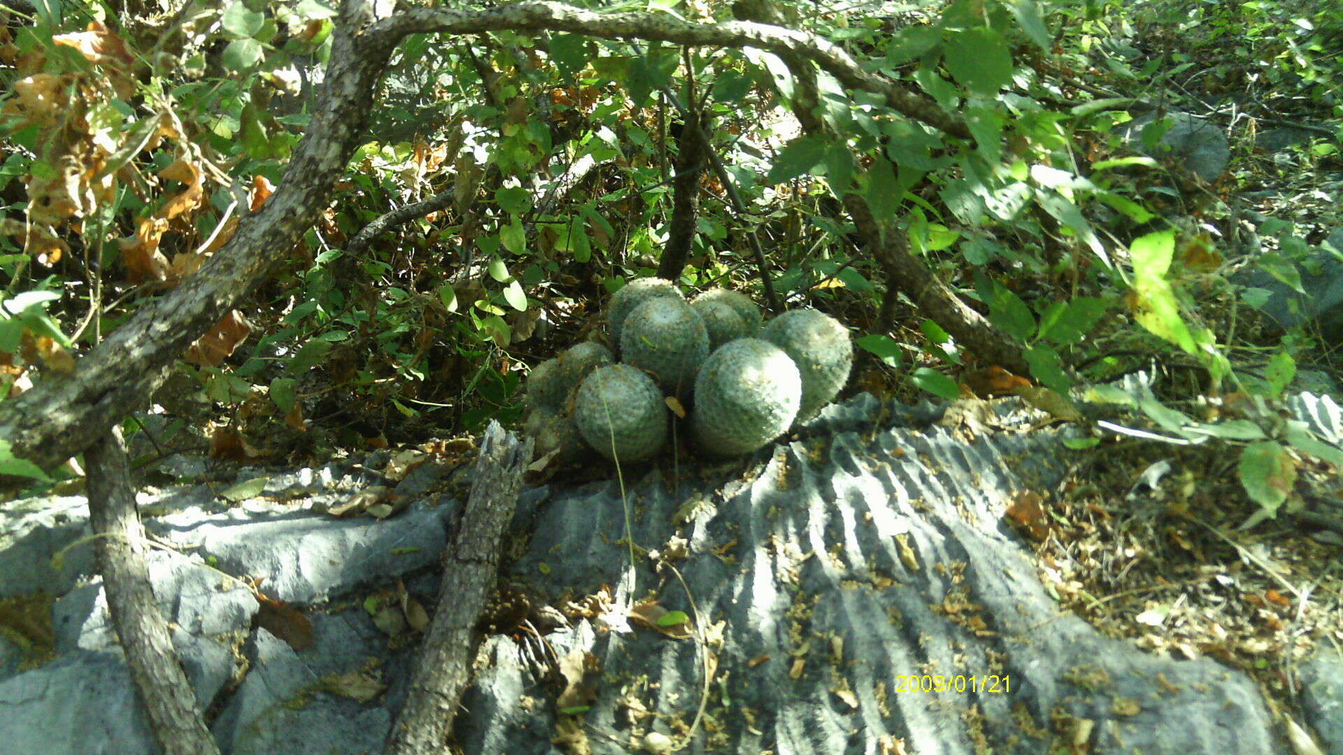 Image of Mammillaria albilanata subsp. albilanata