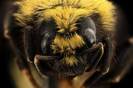 Image de Bombus insularis (Smith 1861)