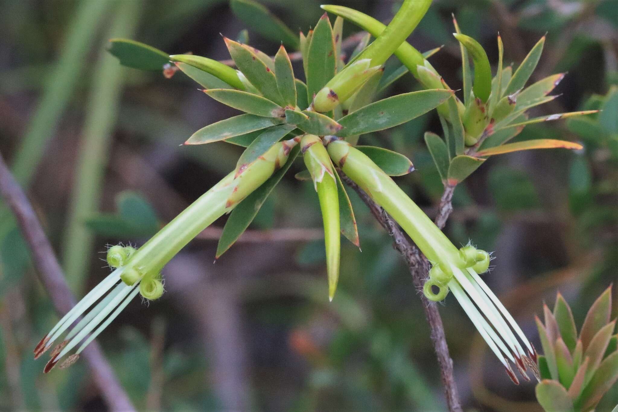 Image of Styphelia viridis Andr.