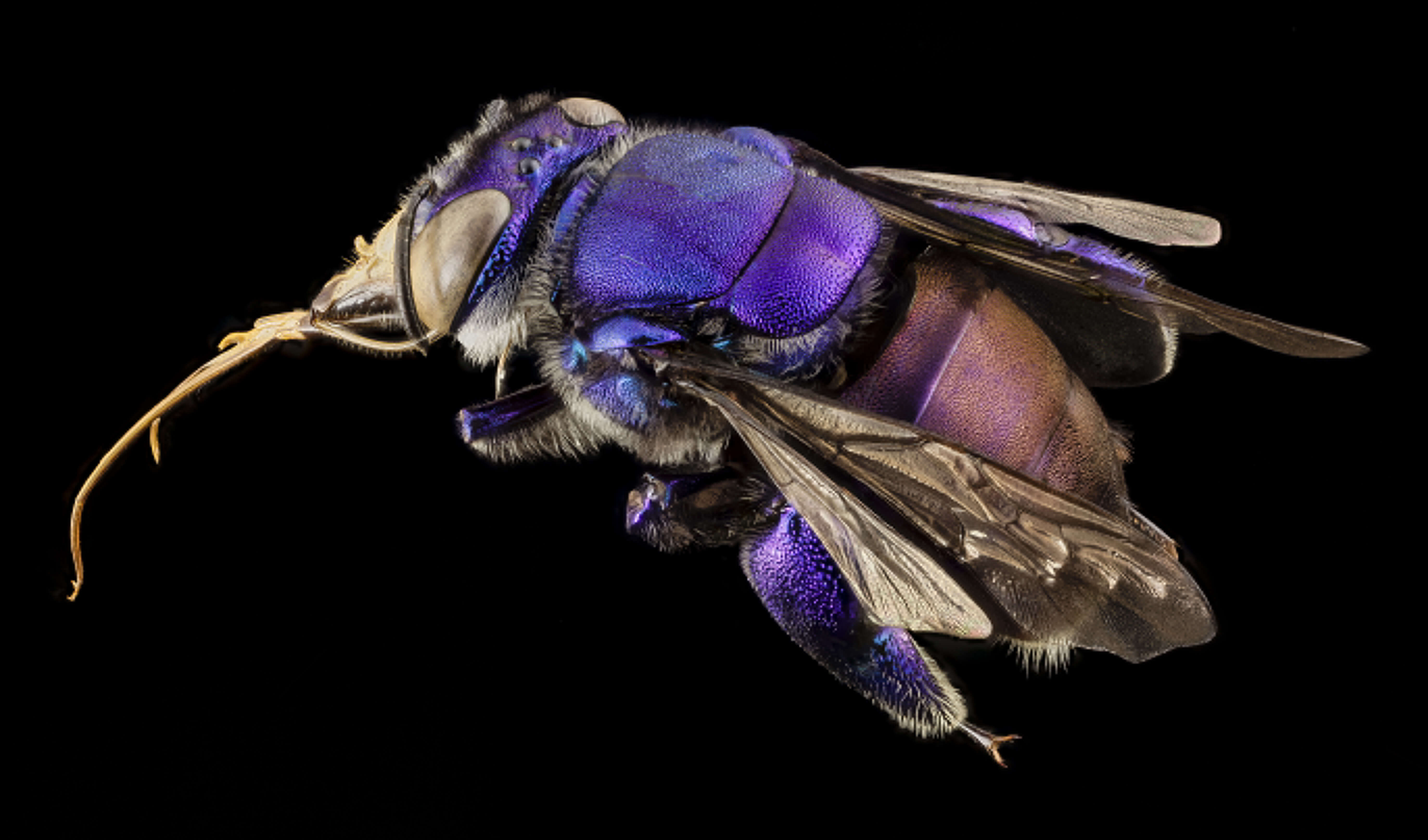 Image of orchid bee