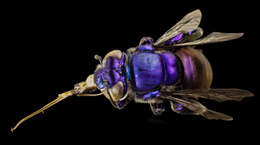 Image of orchid bee