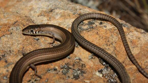 Image de Tetradactylus tetradactylus (Daudin 1802)