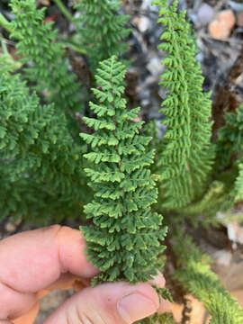 Image of Cheilanthes hirta Sw.