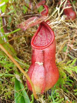 Imagem de Nepenthes bokorensis Mey