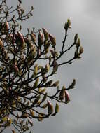 Image of Saucer magnolia