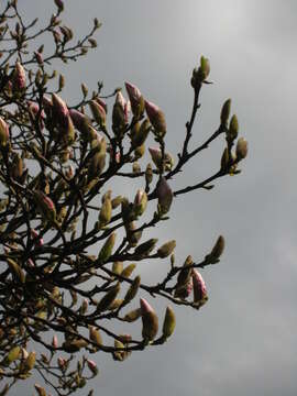 Image of Saucer magnolia