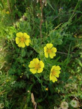 Image of Potentilla recta subsp. pilosa (Willd.) Jav.