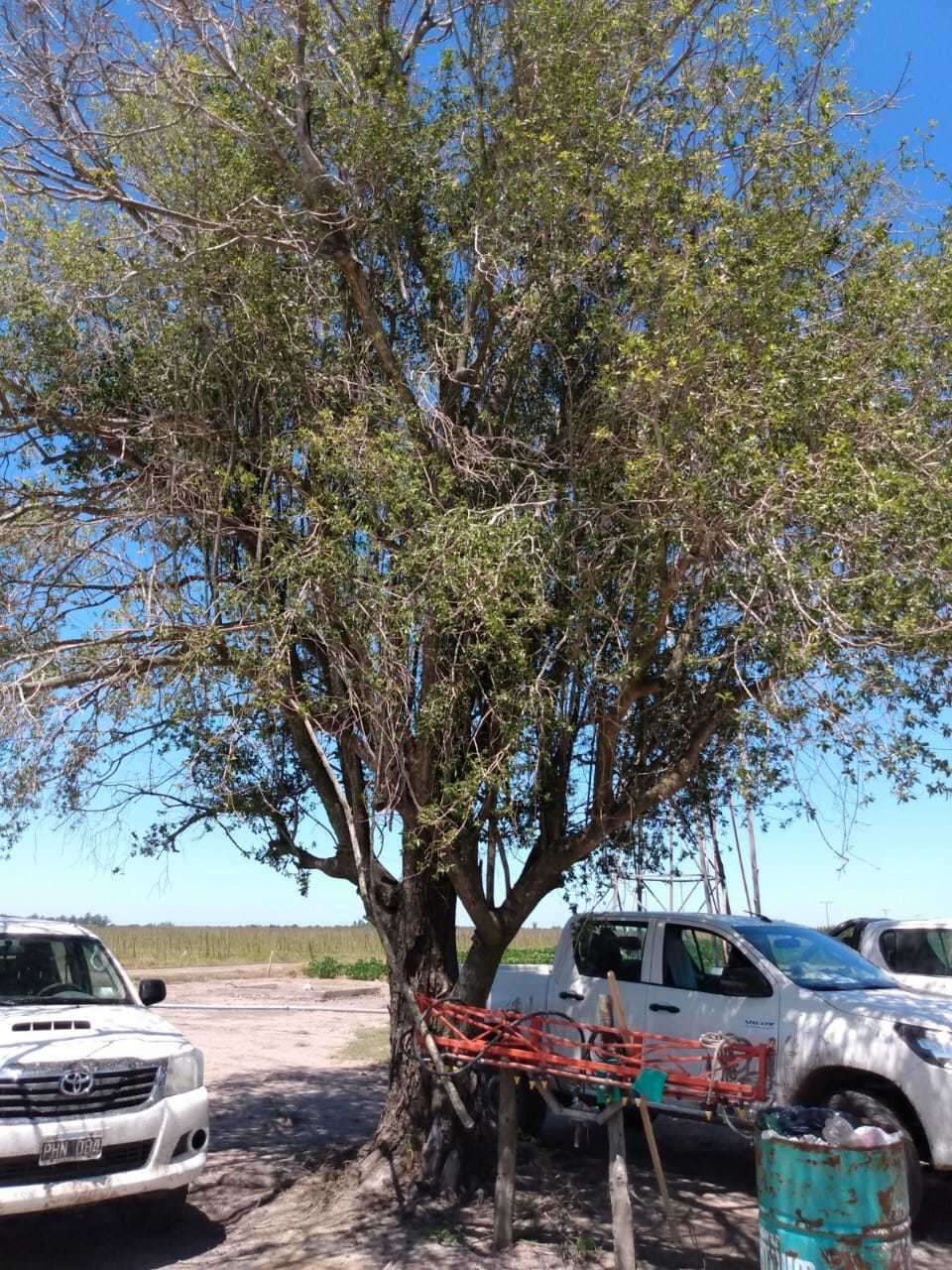 Sivun Terminalia triflora (Griseb.) Lillo kuva