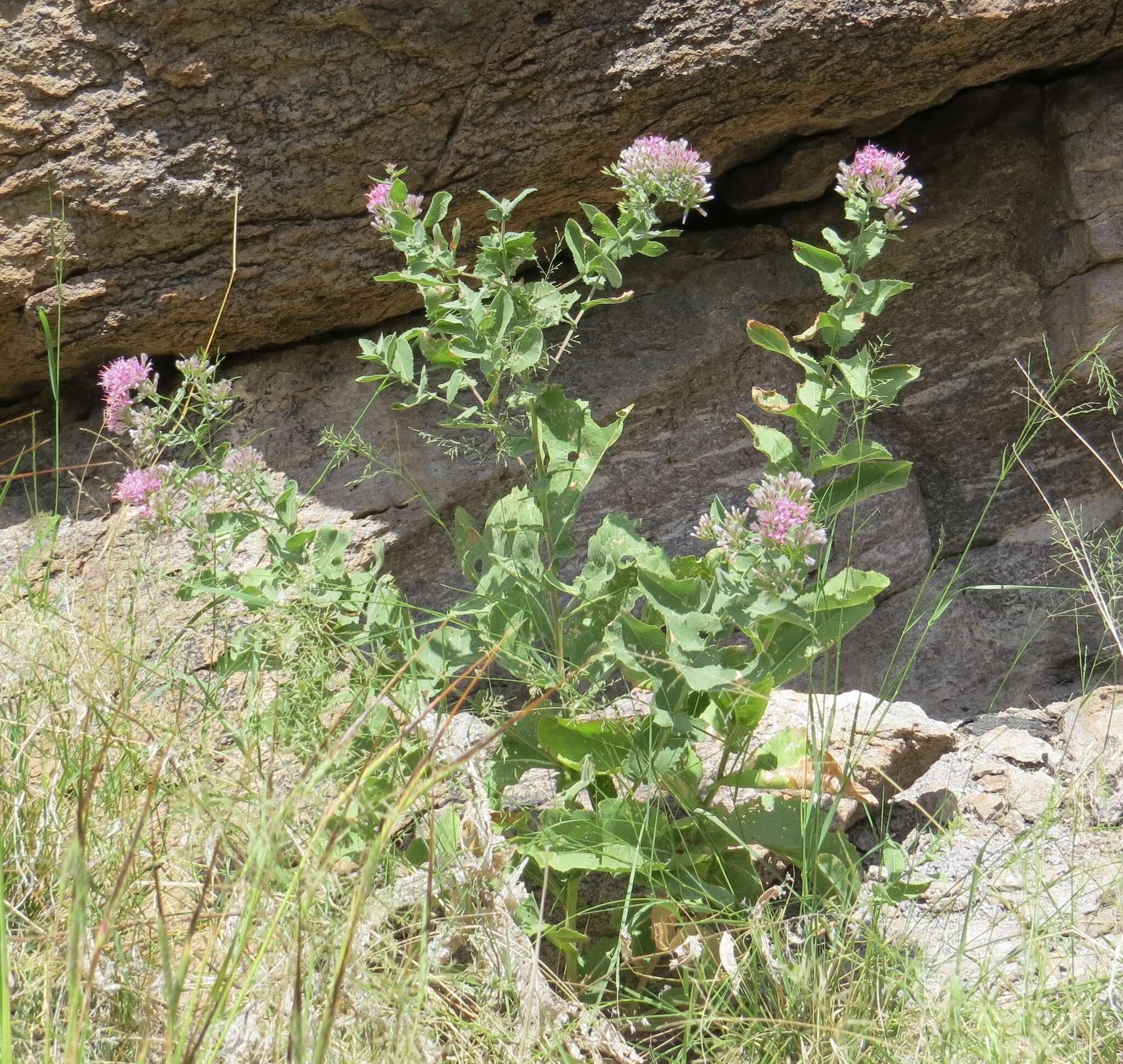 Image of Thurber's desertpeony