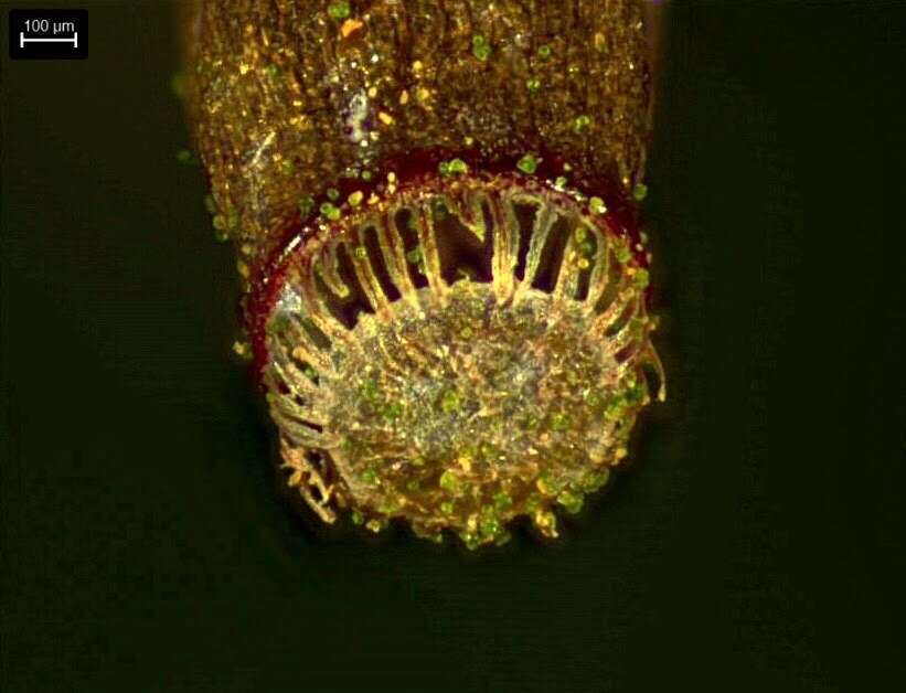 Image of atrichum moss