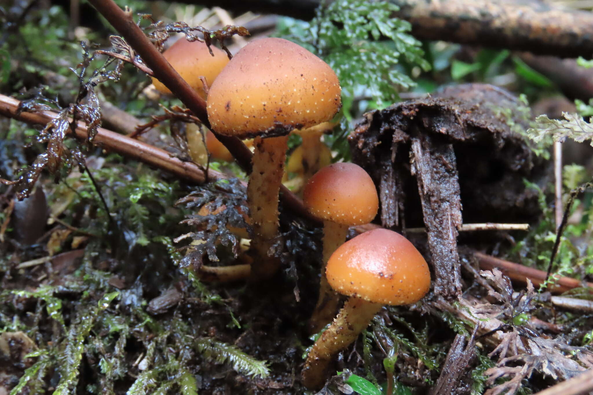 Image of Hypholoma frowardii (Speg.) Garrido 1985