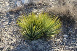 Слика од Yucca thompsoniana Trel.