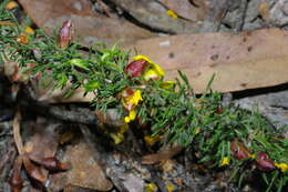 Hibbertia prostrata Hook. resmi