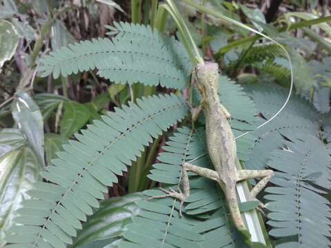 صورة Pseudocalotes tympanistriga (Gray 1831)