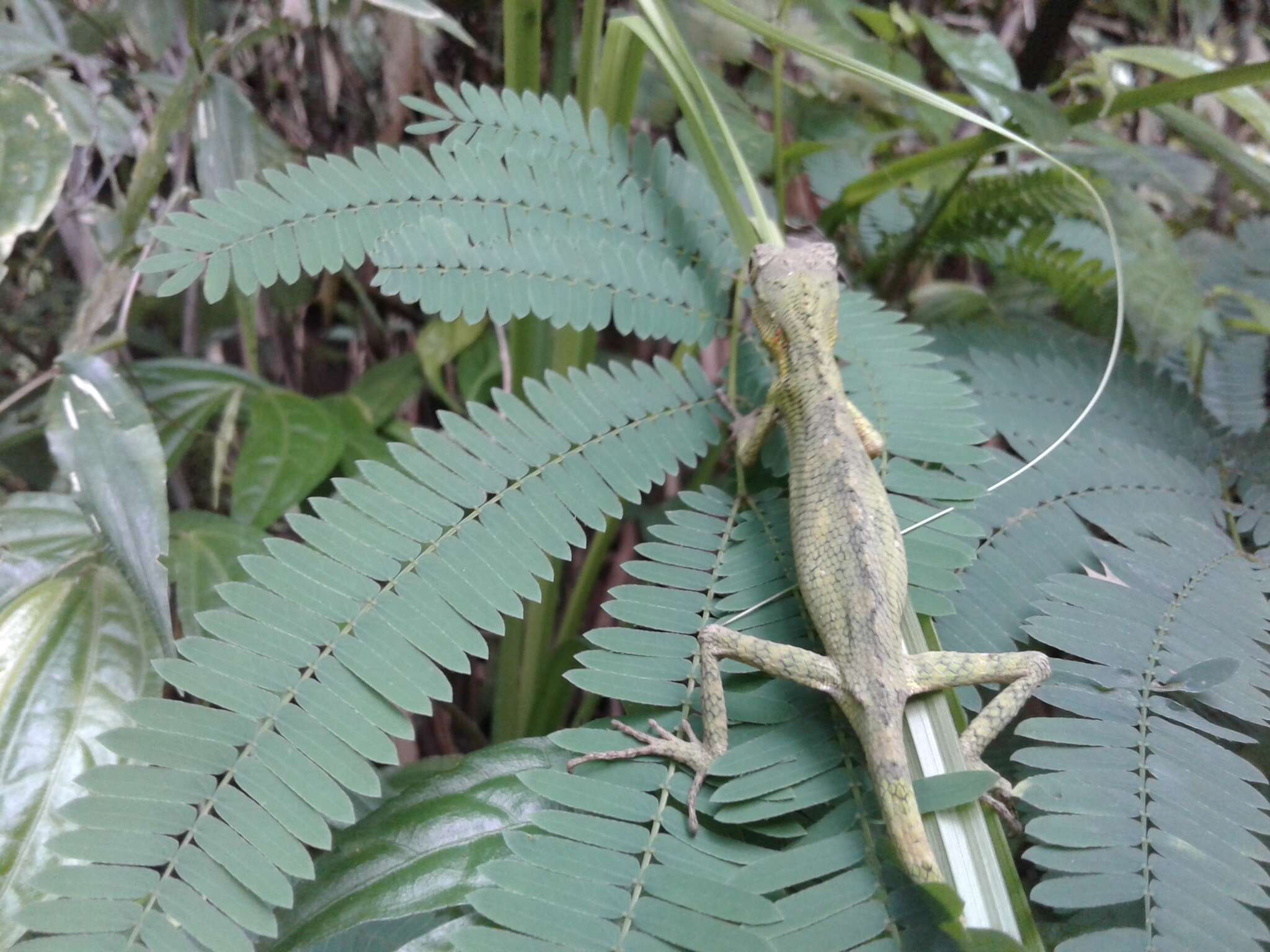 Image of Indonesian False Bloodsucker