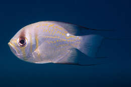 Image of Threadfin pearl perch