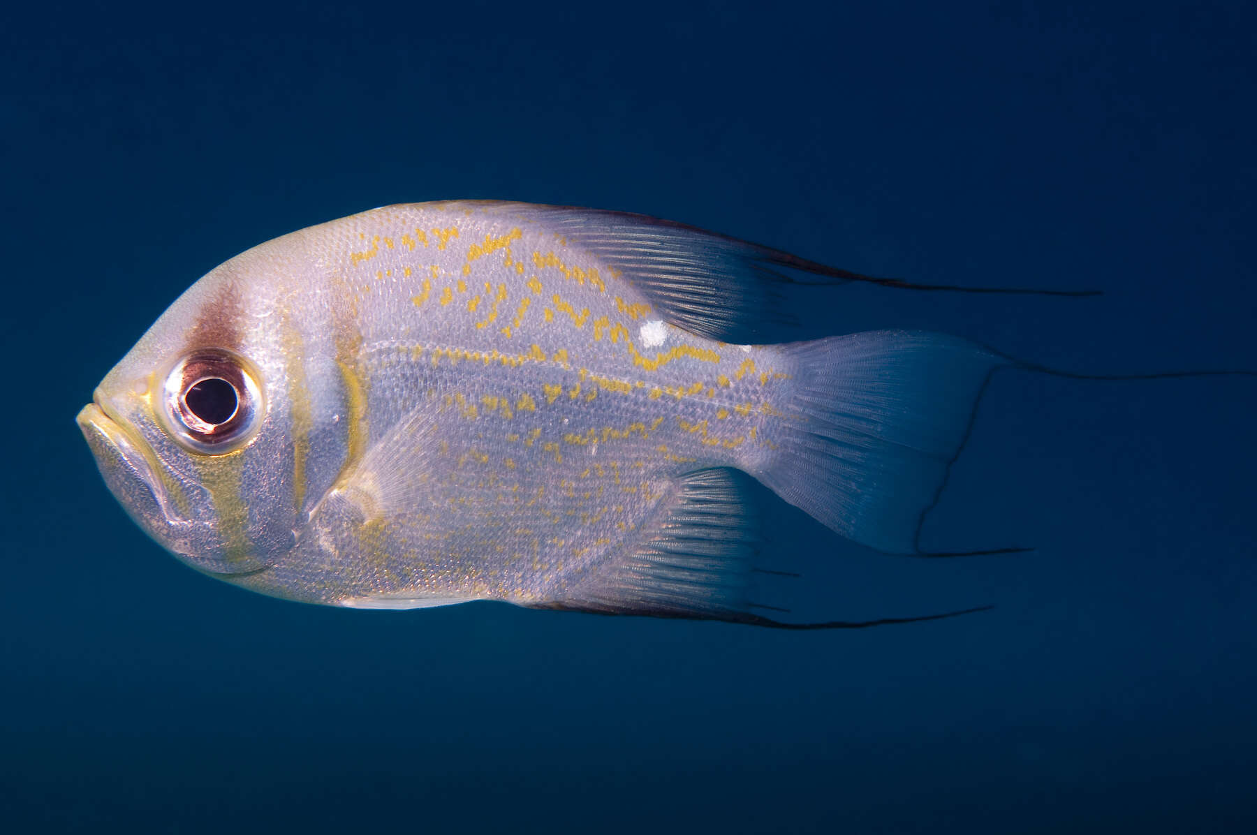 Image of Threadfin pearl perch