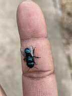 Image of Blueberry bee