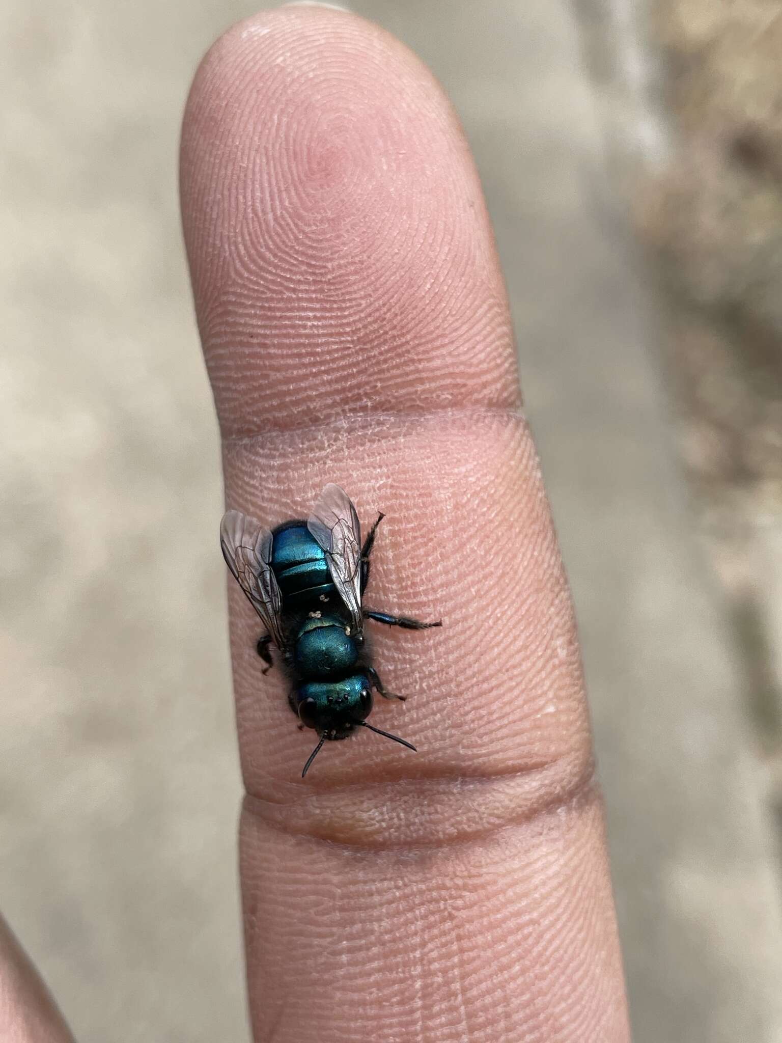 Image of Blueberry bee