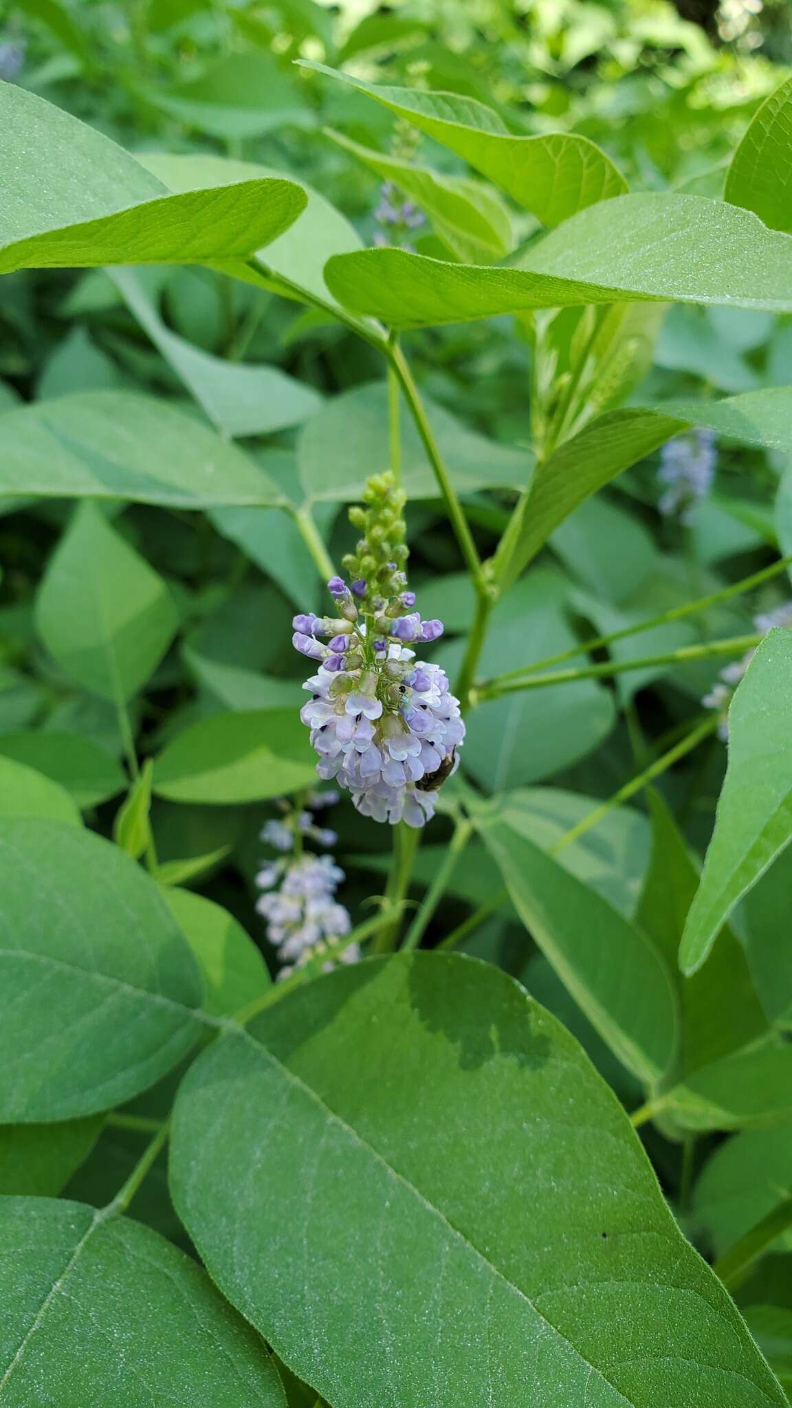 Psoralea onobrychis Nutt.的圖片