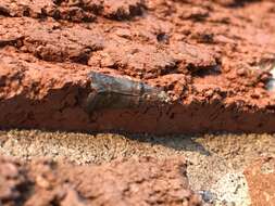 Image of Acrobasis rubrifasciella Packard 1874