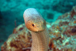 Image of Olive Sea Snakes