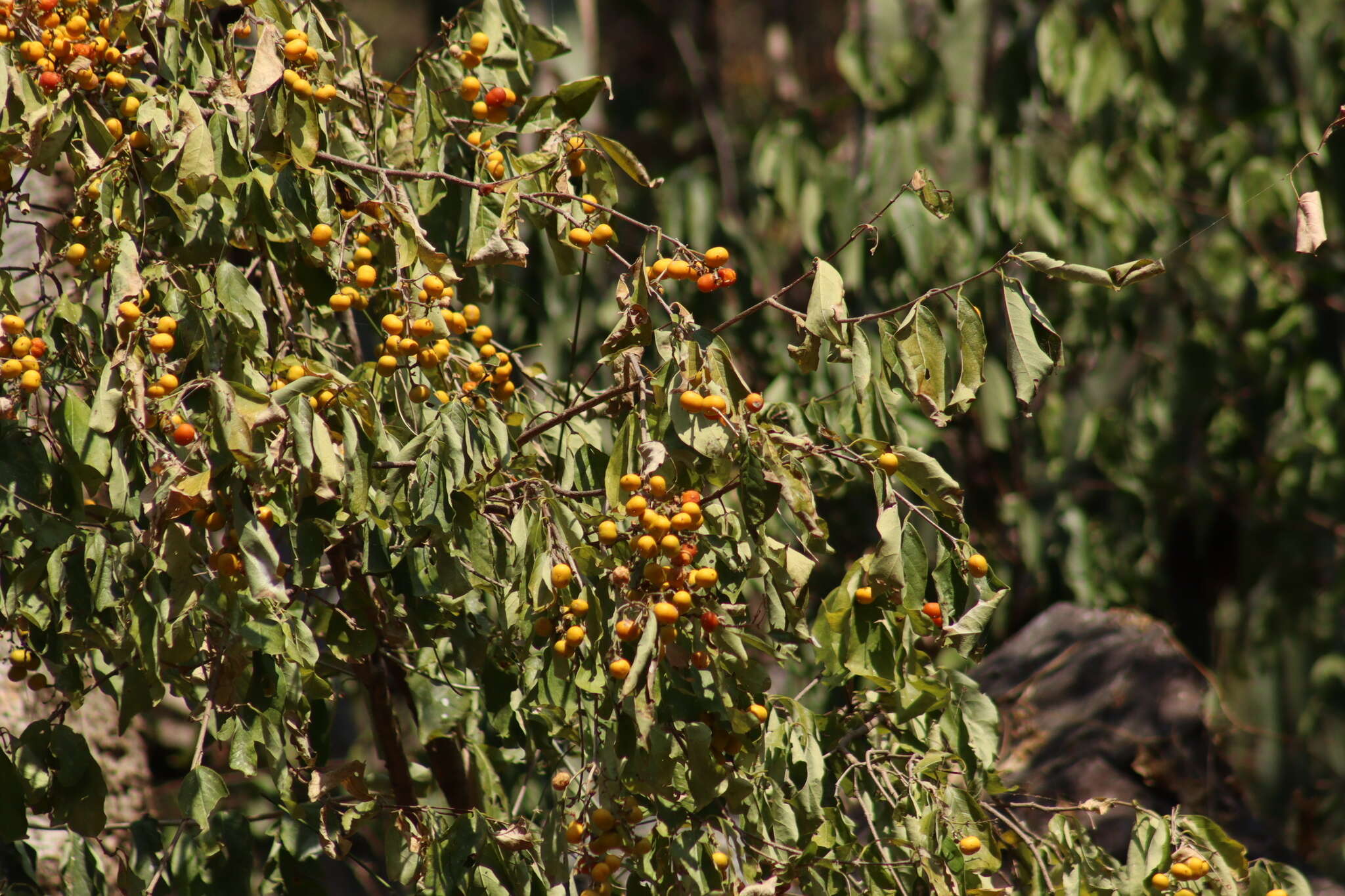 Image of Bunchosia palmeri S. Wats.