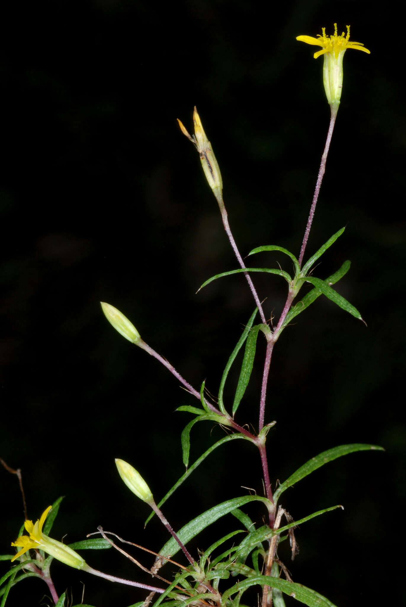 Image of sanddune cinchweed