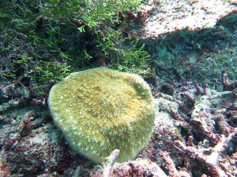 Image of Bowl Coral