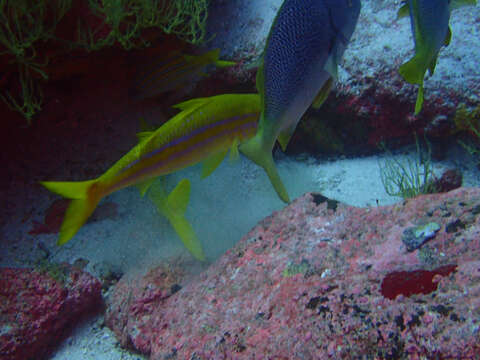 Image of Mexican goatfish