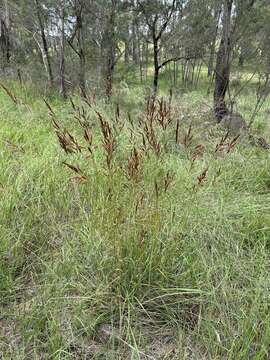 Sivun Sorghum leiocladum (Hack.) C. E. Hubb. kuva