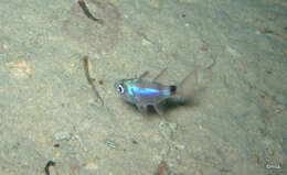 Image of Banda cardinalfish