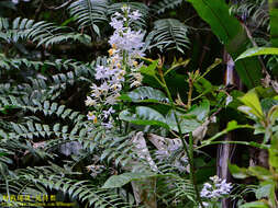 Image of Calanthe dominyi Lindl.