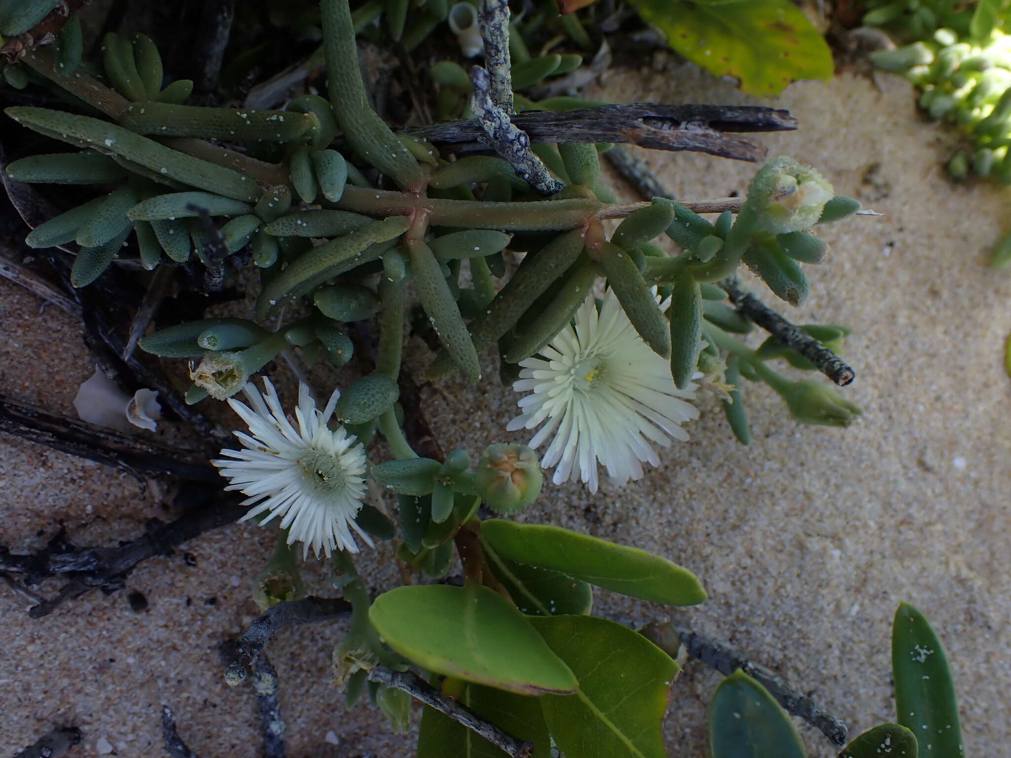 Image of Mesembryanthemum canaliculatum Haw.