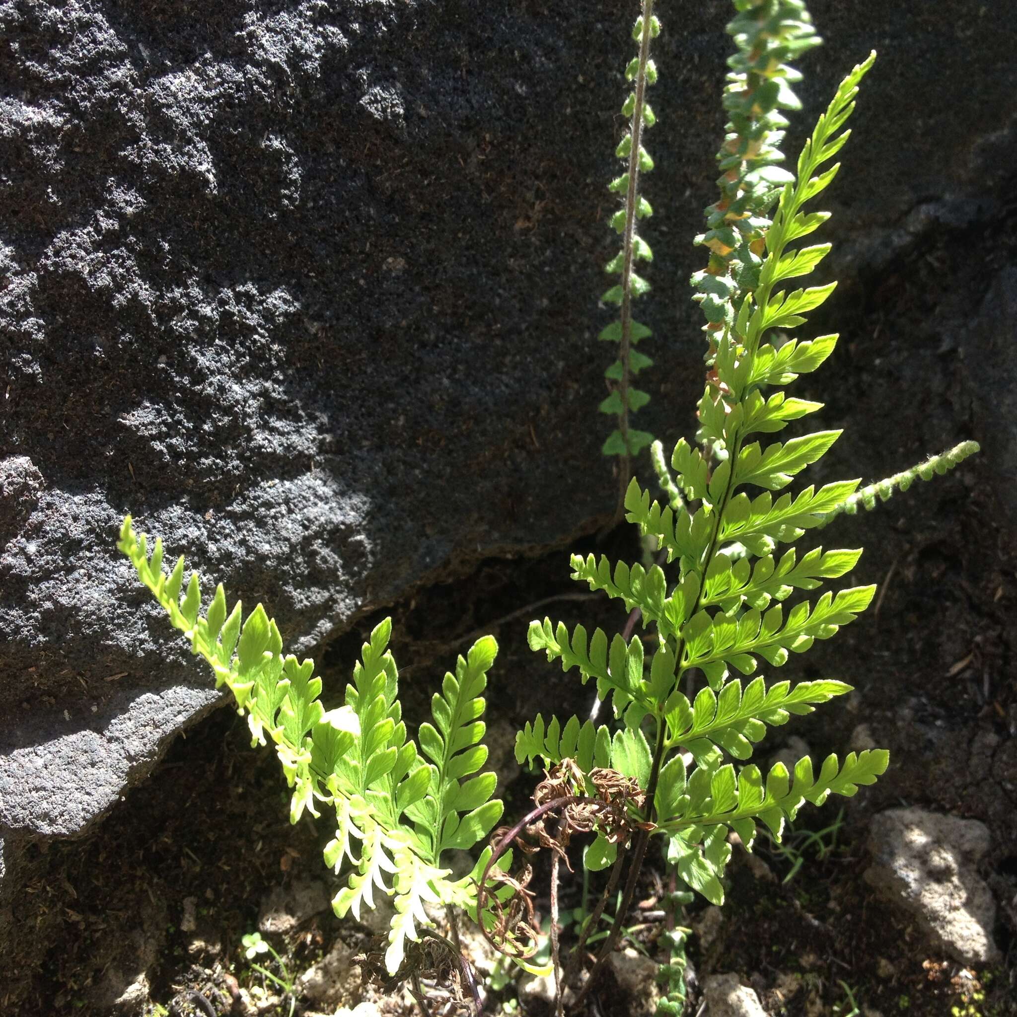 Image of Myriopteris allosuroides (Mett.) Grusz & Windham