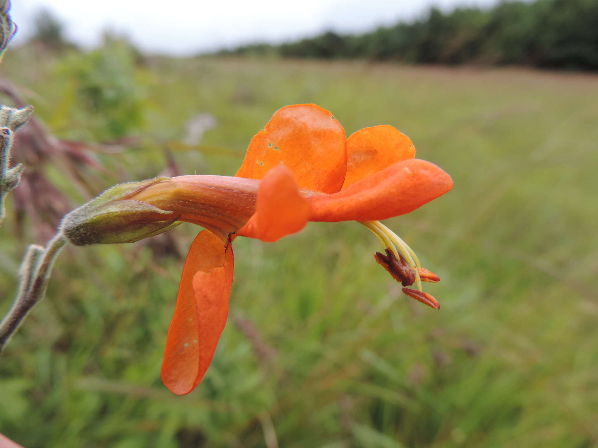 Image of Cape honeysuckle