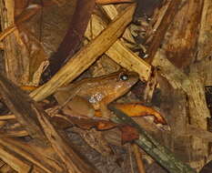 Image of Hasche's Frog