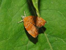 Image of Choreutis nemorana