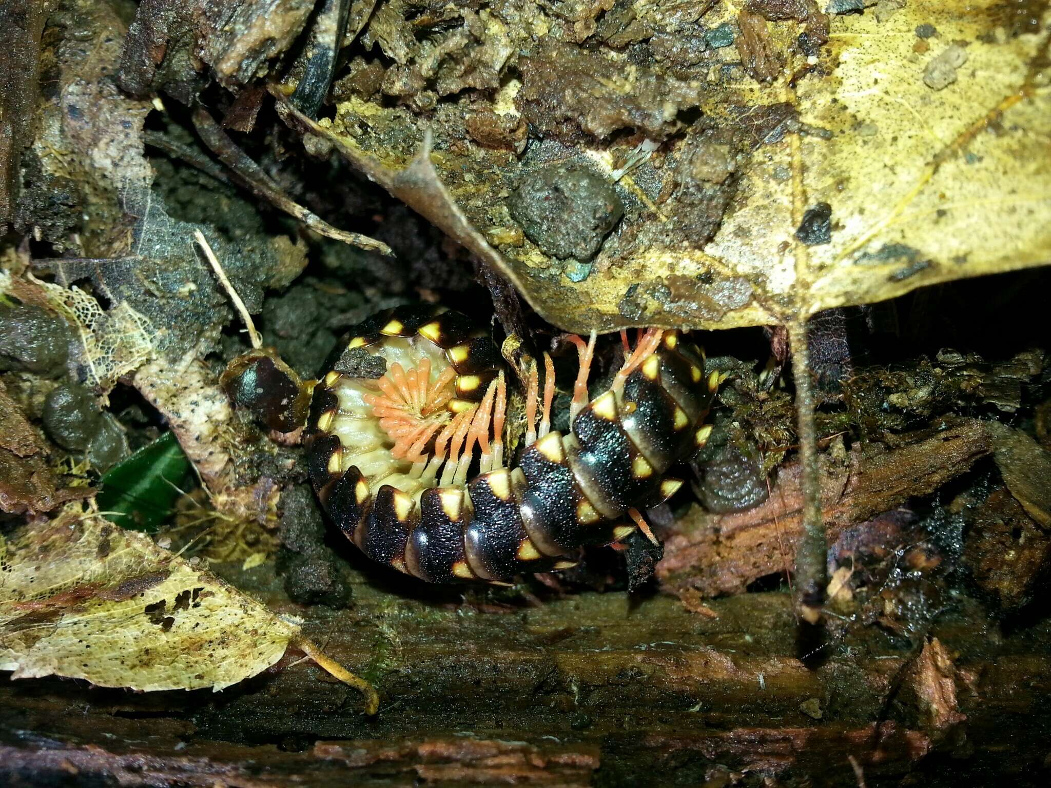 Image of Cherokia georgiana (Bollman 1889)