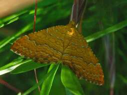 Image of Camptogramma bilineata