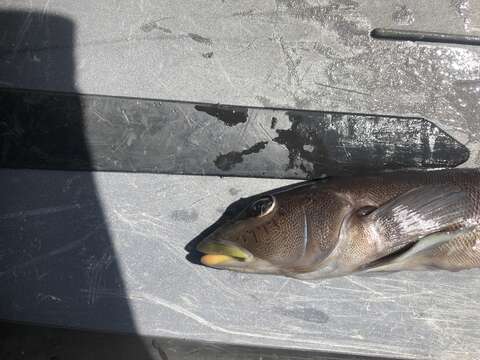 Image of Chilean sandperch