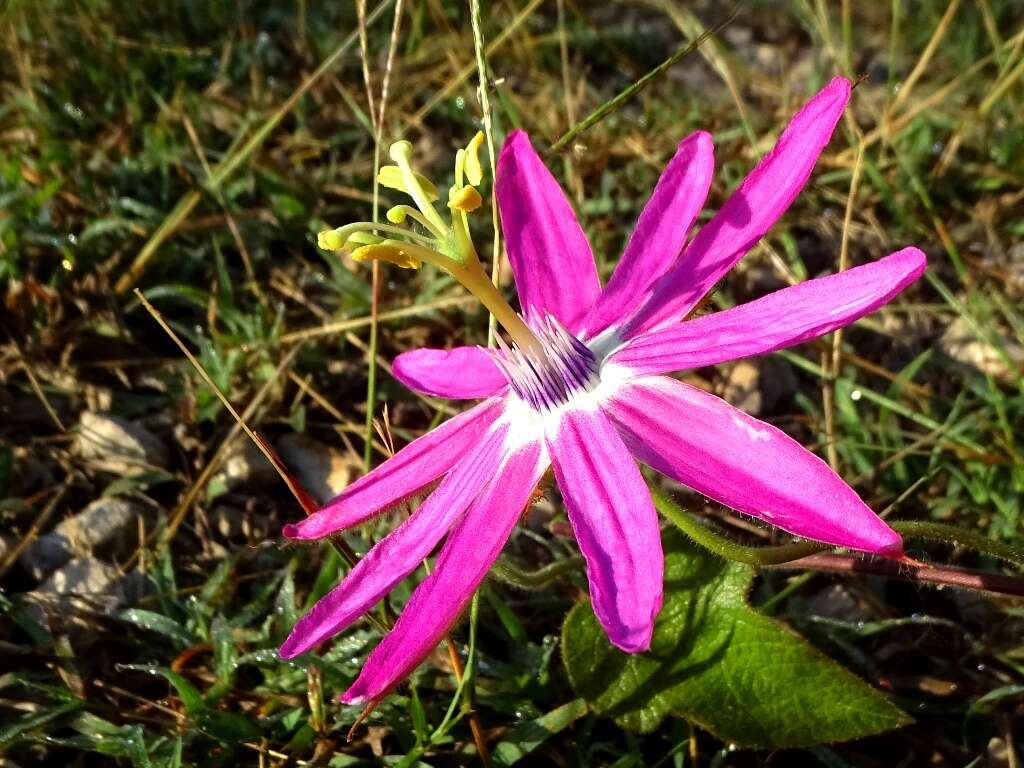 Imagem de Passiflora sublanceolata (Killip) J. M. Mac Dougal