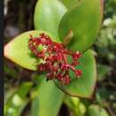 Imagem de Notopleura epiphytica (K. Krause) C. M. Taylor