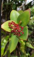 Image of Notopleura epiphytica (K. Krause) C. M. Taylor