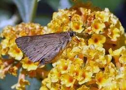 Image of Hesperilla donnysa Hewitson 1868